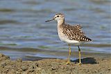 Wood Sandpiper